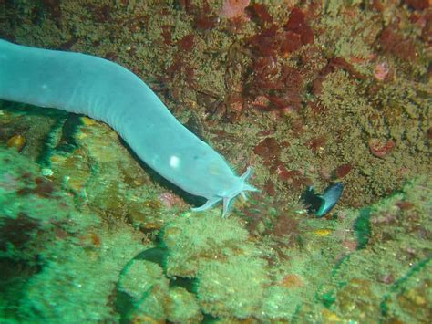 Hagfish l Remarkable Living Fossil - Our Breathing Planet