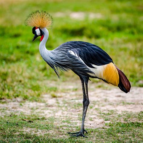 African Crowned Crane by Arne Chr. Borge | African wildlife photography ...