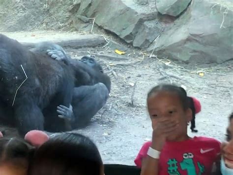 Gorillas Perform Oral Sex at Bronx Zoo, Humans Horrified