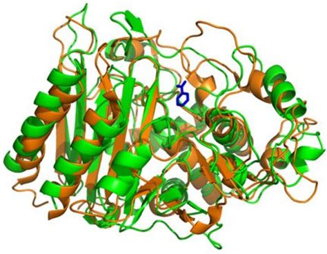 What Are Enzymes? - Structure and Location | HubPages