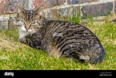 Tabby Cat laying down on the grass Stock Photo - Alamy