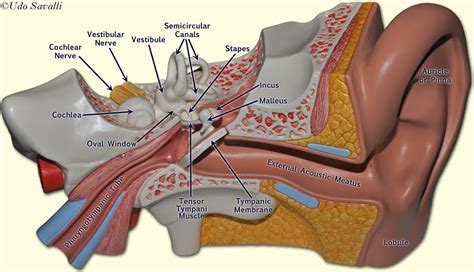 ear model | Ear anatomy, Anatomy, Human anatomy and physiology