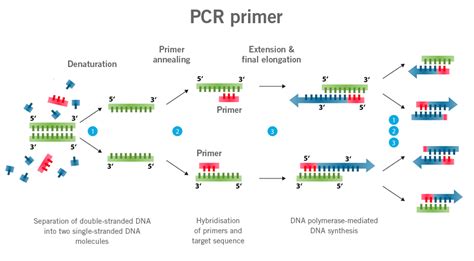 Primer design guide - 5 tips for best PCR results