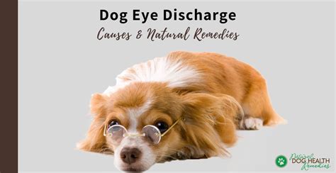 Types of Dog Eye Discharge and Possible Causes