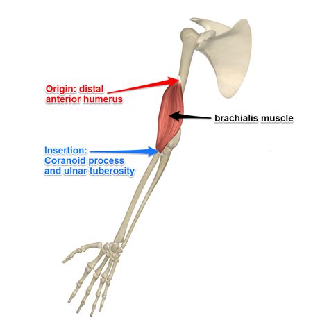 The Brachialis Muscle