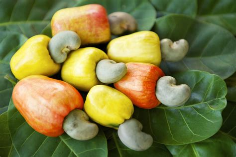 Cashews, The Other Dairy Product - Farmers’ Almanac | Cashew, Fruit ...