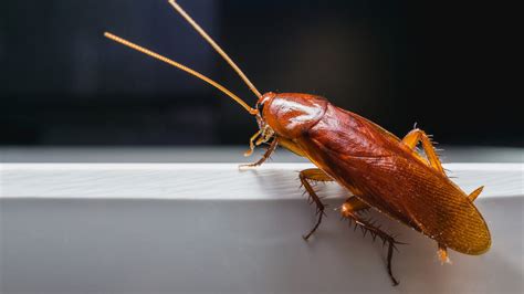 What Diseases Do Roaches Bring to Your Home? - Drive-Bye Pest Exterminators