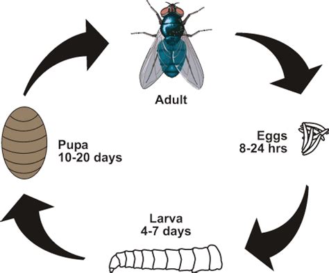 Example and Life cycle of Flies - How Flies Feed