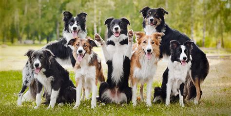 224 Great Border Collie Names