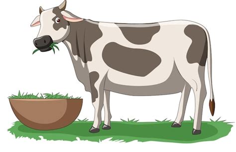 Premium Vector | Vector illustration showing cow eating grass