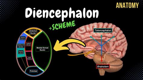 Diencephalon Anatomy (Thalamus, Epithalamus, Subthalamus, Metathalamus ...