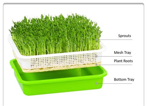 Microgreens Starter Growing Kit | Happy Little Store