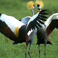 Bird watching Safaris Uganda | Simba Africa Expeditions