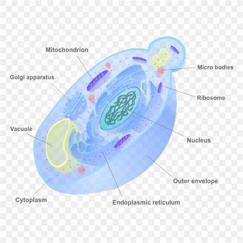 Fungus Cell Wall Yeast Biology, PNG, 1080x1080px, Fungus, Biology, Cell ...