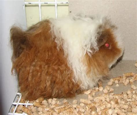 Everything you need to know about Texel guinea pig - Get Petbox