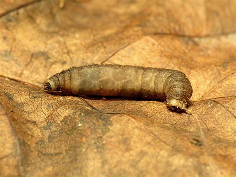 How to Get Rid of Crane Fly Larvae in Your Lawn | BugWiz