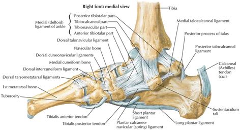 Ankle Muscles And Tendons Diagram