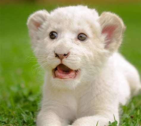 White Lion Baby Wallpaper