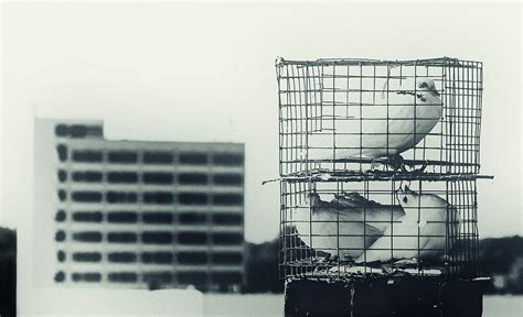 Pigeons in a cage - Exibart Street