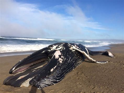 30-foot Humpback Whale Washes Up on California Beach