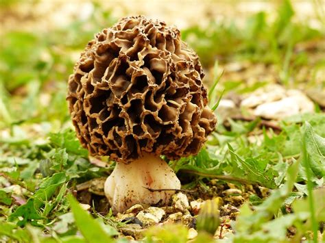 3 Steps for Properly Cooking Morel Mushrooms - Wiebke Trading Company ...