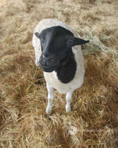 Animals of Farm Sanctuary — The Blind Sheep Named Dan Who Helped Us See ...