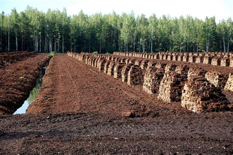 What is peat and what is its importance in gardening?