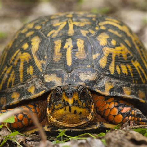 28 Types of Turtles Found in Florida! (ID Guide) - Bird Watching HQ