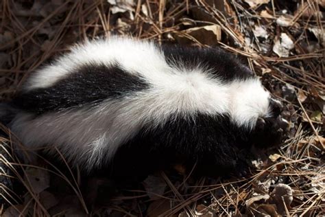 Skunk Poop 101: Identification & Dangers with Pictures