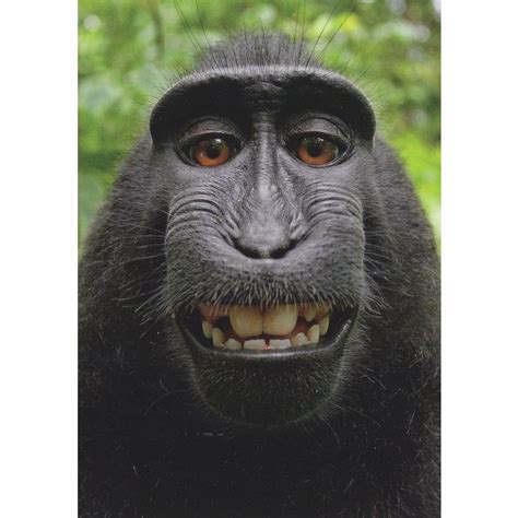 Funny Face Monkey Witzigger Affe Ape Comic German Animal Postcard on ...