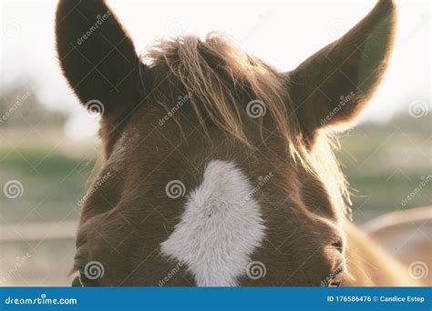 Brown horse forelock stock photo. Image of face, rustic - 176586476