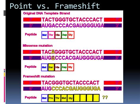 Frameshift Mutation