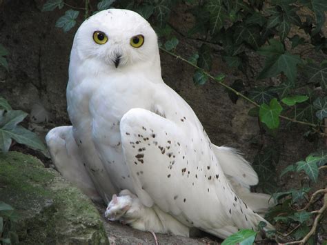 His Handiwork: The Snowy Owl