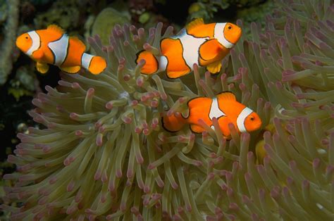 Free Three Clownfish in Anemone 1 Stock Photo - FreeImages.com