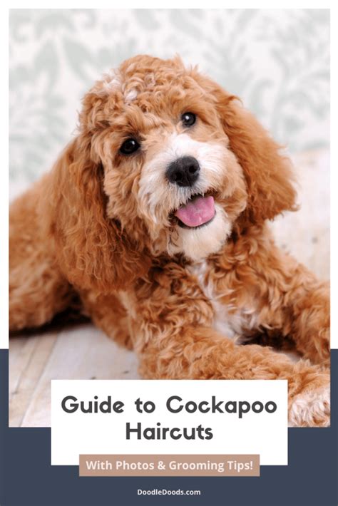 Guide to Cockapoo Haircuts With Photos & Grooming Tips! [2022]