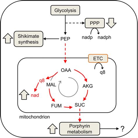 Consequences of hypoxanthine deprivation on parasite metabolism, as ...