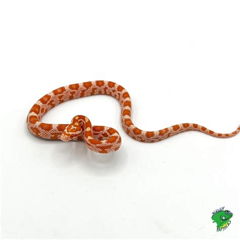 Cinder Terrazzo Corn Snake - baby - Strictly Reptiles