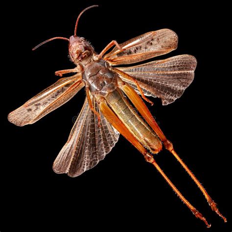 Grasshopper Wings stock photo. Image of insect, wing - 60685632