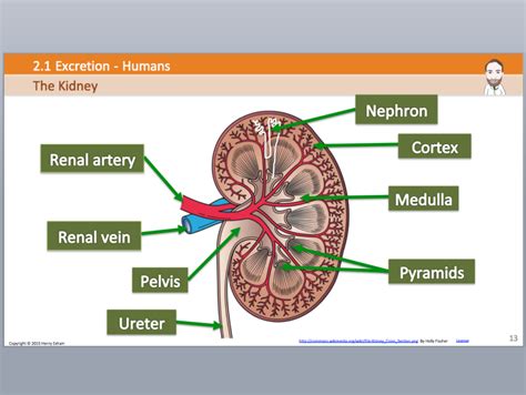 IGCSE Biology - 2i Excretion - Humans