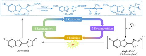 Molecules | Free Full-Text | A QM/MM Study on the Initiation Reaction ...