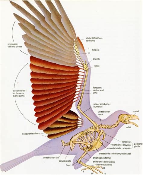 Wing anatomy, Bird drawings, Wings book