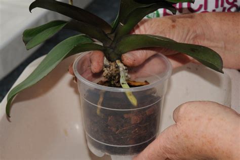 How to Repot a Phalaenopsis Moth Orchid Video and Photo Guide