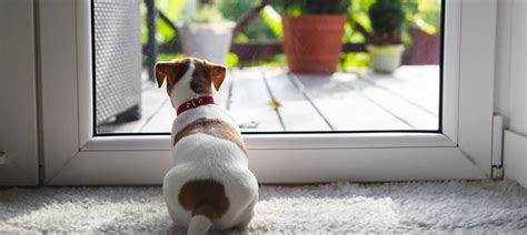 2024’s Top Picks: Best Smart Dog Doors for Secure and Convenient Pet Access