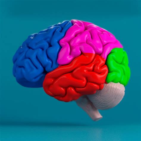 Human Brain 3D Model $32 - .max - Free3D