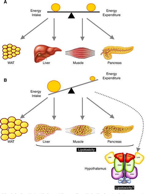 Figure 1 from Hypothalamic lipotoxicity and the metabolic syndrome ...