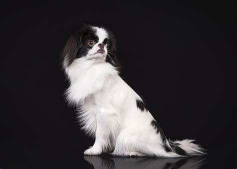 Japanese Chin Dog Breed: Info, Pictures, Facts, & Traits – Dogster