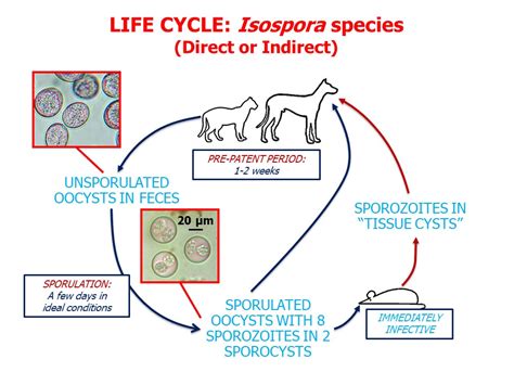 What Are Symptoms Of Coccidia In Dogs