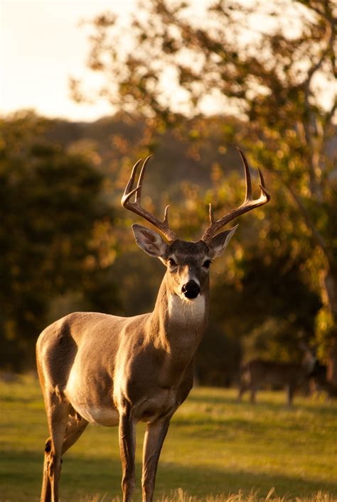 The Majestic White-Tailed Deer - Columbia Metropolitan Magazine