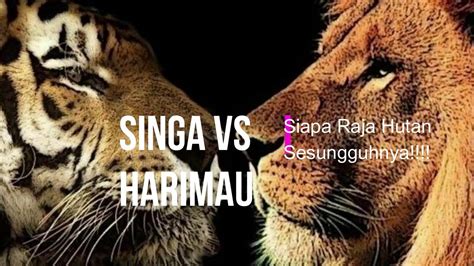 7 Gambar Pertarungan Singa Vs Harimau Terbaru - Koleksi Santos