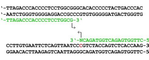 Primer design - Histogenotech